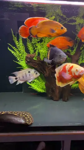 Bom dia , bom domingao a todos . ▶️ Siga, compartilhe e deixe♥️ . Confira fotos e vídeos toda semana pra você que é um verdadeiro amante do aquarismo! 🇺🇸 Follow, share and leave♥️ . Check out photos and videos every week for you who are a true lover of fishkeeping! Parceria 🤜🏽🤛🏽 @poytara  @forfishoficial @proteica  . . . . #aquario #oscarfish #oscarfishofinstagram #aquariumfish #aquarismo #freshwaterfish #Brasil #fish #amazonfish #peixeoscar #instapet #astronotusocellatus #freshwater #fishofinstagram #aquarium #peixe #fishlovers #peixejumbo #peixeoscar #fishtank #picoftheday #instafish #fishphoto #monsterfish #peixe #potamotrygon #fishing #oscarfishlover #ikan #peces
