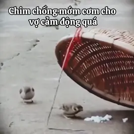 Em cứ đứng ngoài, để anh vào lấy cơm #xuhuong #amazing #tranganh 