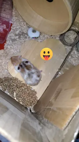 saatnya mereka bercicik tanam again… #hamster #hamstersoftiktok #hamsters #fyp 