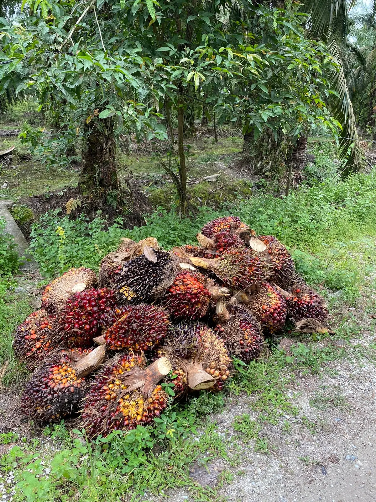 #fypシ #fotogeser #xyzabc #4u  #sawitatuk #trending #berandatiktok 