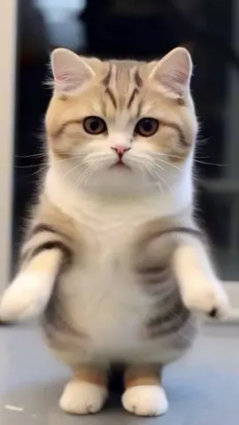 Cute cat dance #cute #cat #dance #viral #foryoupage #petdance 