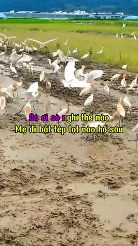 Cò ơi cò bạc như vôi công cha nghĩa mẹ bằng đồi núi cao#karaoke #nhactamtrang #tuongtac #thinhhanh #xuhuong 