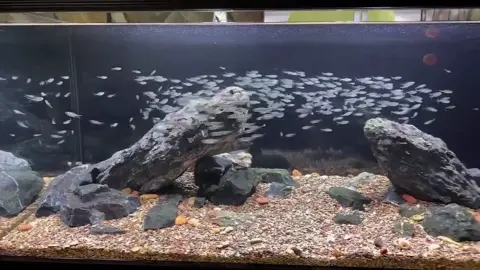Nếu muốn chọn một loài 🐠 thích bơi đàn trong một chiếc bể sạn suối biotope thì loài 🐠 cắt kéo là không thể thiếu trong sự lựa chọn này🌿 #cacatkeo #fish #cacanh #freshwater #biotope #cá #fishcontent #nuoica #aquarium #fishkeeping #aquarius 
