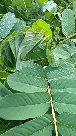 Senna alata or commonly known as Akapulco is a woody bush that grows wild in the tropical climate of the Philippines and an affordable locally sourced herbal medicine. Its leaves have been traditionally used to treat fungal skin infections such as ringworms, scabies, and eczema. #herbal#katikati #bryelsenterprises #bryelscare #eczema 