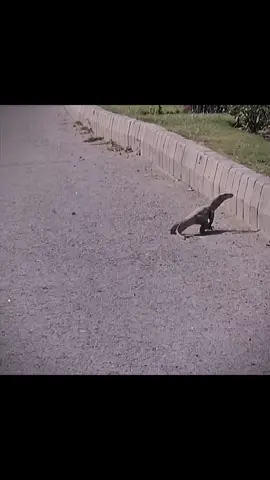 ye kiya cheez ha ... ?? #CapCut #foryou #foryoupage #trendingvideo #viral #perdesi #nature 