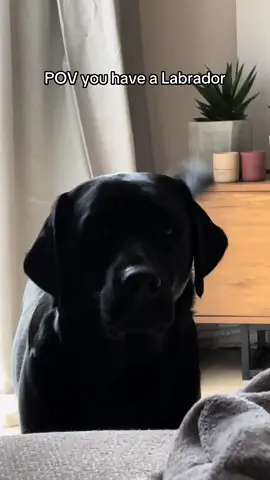 Do we all have the same Labrador? 😅 #Labrador #labradorretriever #Labradorblack #blackLabrador #funnydog #labradorsoftiktok #dogsoftiktok 
