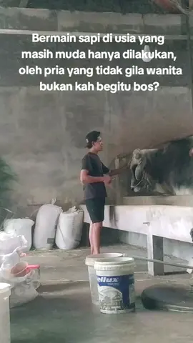 bukan begitu #setiafarm #magelang24jam #bosmuda #tukangngaretindonesia #masukberanda #storypeternaksapi #fyp #fyp #xybca #xybca 