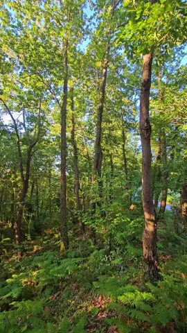 #şile #nature #forest #blackbird #Summer #sea #Vlog #fotos 