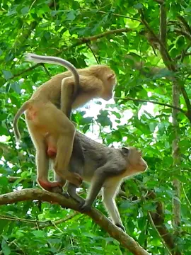 Don't move beware falling  #monkeymovie #monkeyvideo #funnymonkey #animalsbaby #rescuemonkey #animals 