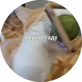 #кот#домашниеживотные#вкусногаду