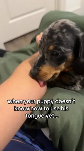 it just gets stuck???😭#dogsoftiktok #foryou #puppy #dachshund #pet 