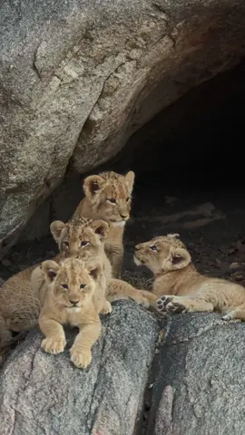 Lion cubs come out to say 👋 #lion #safari 