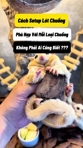 #thucung #pets #thịnhhành #sugarglider #socbayucq5 #cute 