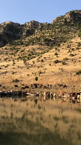 #گوندێ #بانیێ #لایک_و_فۆڵۆم_بکەن_بۆ_بەردەوام_بوون #