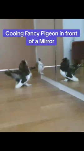 Cooing Fancy Pigeon in front of a Mirror #pigeon #being #nature #life #cute 