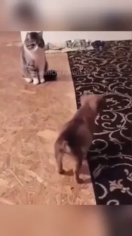 Funny and cute dogs compilation #funnydog #funnypet #cutedog #dogsoftiktok #doglover #dog 