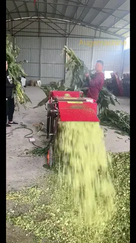 Grass cutter test. #grasscutter #haycutter #chaffcutter #grassmill #forage #grass #feedgranulator #foragemixer #pelletmachinefactory #cowfeeding #sheepfeed #hayslicer 