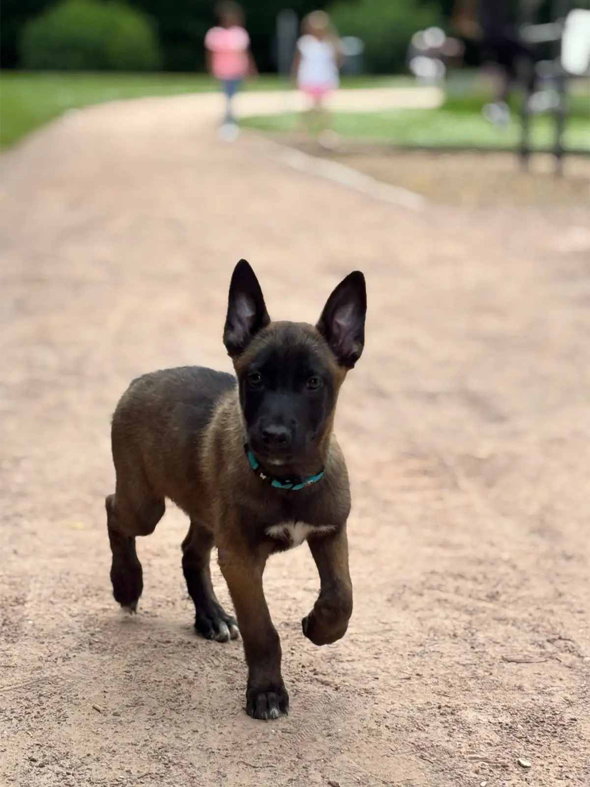 //2mois// #pourtoi #foryou #fyp #dog #chien #balade #parc #prt #malinois #bebe #baby #photography 