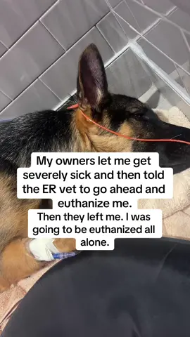 Meet Mishka, a courageous German Shepherd who was left because she got sick. She’s now battling severe pneumonia and fighting to avoid sepsis after entering the ER with a fever of 107.9°F. Her treatment will cost $2,500, and she’s fighting hard for her life. We urgently need your help. Every donation brings her one step closer to recovery. Please support Mishka’s fight for survival. #HelpMishka #SunshineAnimalRescue #DonateNow #cat #animalrescue #sunshineanimalrescue #dog #dogs #dogsoftiktok #dogsofttiktok #dogsofttiktok #dogsofttiktok #doggo #doggos #pup #puppylove #germanshepherd #germanshepherdsoftiktok #animal #animals #animalsoftiktok 