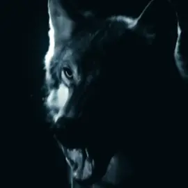 wearwolf aesthetic. #tvd #thevampirediaries #edit #fyp #foryoupage #wearwolf #tvdu 