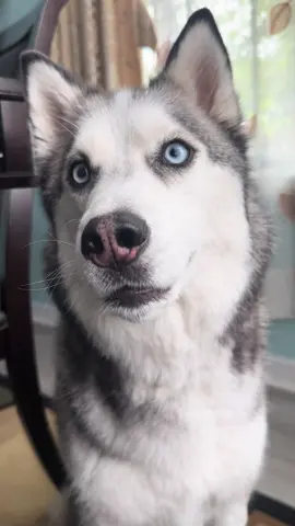 Here is a cute lil message from Pluto!! Hope you all have a wonderful rest of your weekend and don’t forget to take care of yourself!    #hu#huskyu#huskylifeu#huskysoftiktoku#huskyloverso#dogso#dogsofttiktoko#dogtoko#dogsvideou#cutedogu#cutedogsoftiktoko#dogvideosy#fypageo#foryoupagеo#dogso#dogtalko#dogmomo#doggietiktoko#doggieloveo#doggiese#PetsOfTikToke#restdayu#sundayreseta#takecareofyouu#sundayfunday