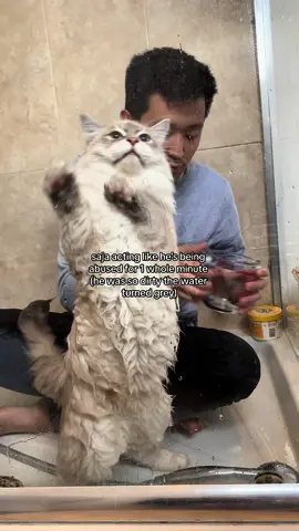 someone call the rspca #catmum #catsoftiktok #catlovers #siberiancat #catlover #cats #catbath #catshower 
