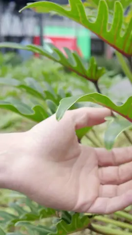Alla scoperta della botanica 