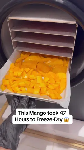 The longest process of the freeze-drying😱 47hours to get a delicious, crunchy mango, can you immagine?  #freezedriedmango #freezedriedcandy #freezedriedfood #dryingprocess #newbusinessowner #newbusinessideas #drymango #crunchyfruits #healthybites #healthychips #healthysnack 