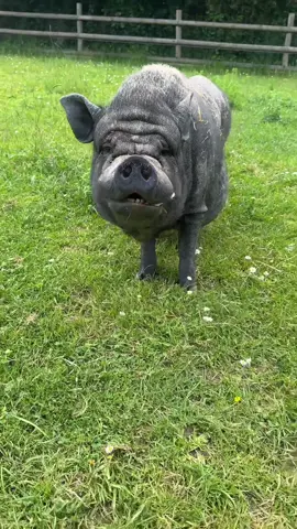 Un public de qualité 🐷 #animaux #cochon 