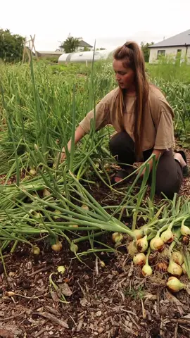 Regenerative farming is literally the solution, but let's blame the farmers and make lab grown meat, and spray a mountain of chemicals instead 🫣 #regenerativefarming #organic #growyourownfood #supportlocal #sustainable #soilfertility #shoplocal #nofarmersnofood
