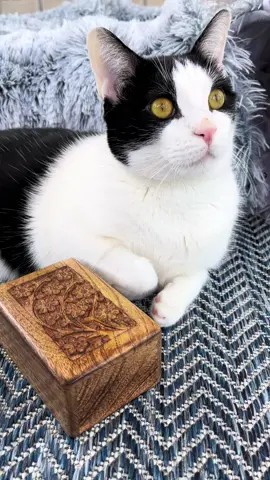 Oh my heart😭💔💗  Please don’t forget to get your memorial Willy Wonky plushie. All funds are going into the Willy Wonky Foundation and will help so many who may have the same condition. I have the link in my bio. Thank you for all of the love and support. #cats #catsoftiktok #PetsOfTikTok #kittensoftiktok #wobblycat #petcat #willywonky #pets #petloss #petgrief #charliebear 