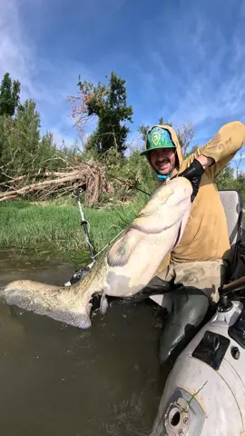@Adventerfishing  #fishing #pesca #wedkarstwo #catfish #siluro #sum #predatorfish #rivergishing #spinfishing #monsterfish #sports #deporte 