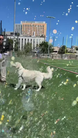 The man loves his bubbles #dogs #dogsoftiktok #therapydog #labsoftiktok 