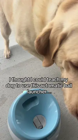 I was wrong…. #fy #labrador #crazydog 