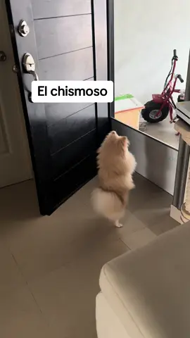 #pomeranian el guero chismoso😜