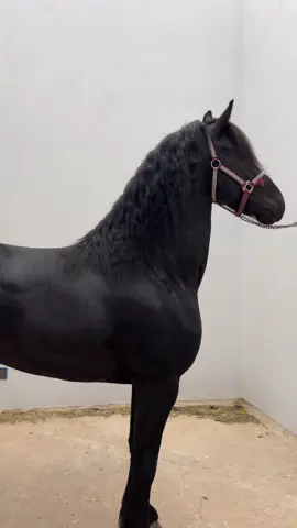 ⚜️FRISON IMPORTADO DISPONIBLE⚜️