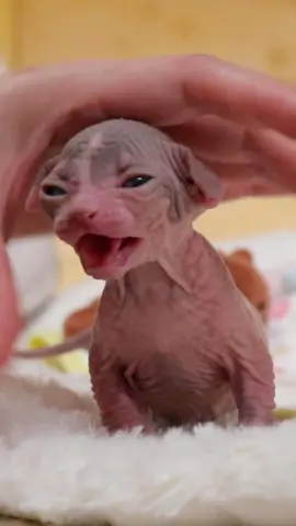 Sphynx baby love petting～❤️ #missmermaid #missmermaidcat #sphynx #sphynxcat #sphynxlovers #sphynxbaby #sphynxoftiktok #sphynxcats #sphynxkitten #cat #catsoftiktok #cats #catlover #cute #animals #pet #kitten #cfacatshow #tiktok 