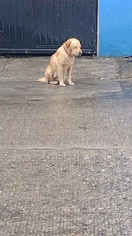 ¿Que estás haciendo?🍺 #perrotriste #bajolalluvia 