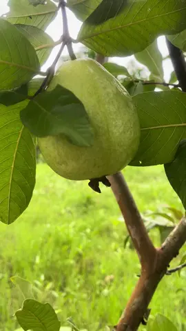 Buổi sáng yên bình ở quê, hái có cây mà trái thấy ham luôn nè..#xuhuong #xuhuongtiktok #ancungtiktok #háitráicây #ổi #ổinhatrồng #miềntây 