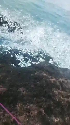 #salam #jozzaschopper #fypシ゚viral #satujangkar  terlau banyak kawan