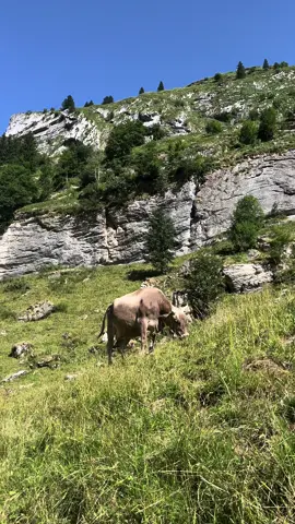 Did i get it right tho? 👀 #bestfriend #guessinggame  #Outdoors #solohiking #hikingadventures #hikingszn #girlswhohike #doingthings #outdoorsy #outdoorsygirl #mountains #mountaingirl #hikinggirl #weekendtrip #weekendhike #hikingaesthetic #womenwhohike #womenwhohikesolo #outside #nature #adventuregirlsummer #hotgirlbummer #feralgirlsummer  #girlmoss #switzerland #cows #swisscows 