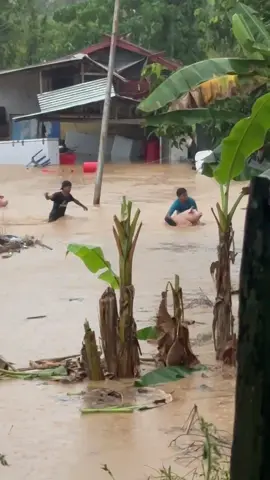 dia pun mau diselamatkan juga #banjirpenampang #hujanlebat #banjirkilat #selamatkanbabi #sinalau #pusas 