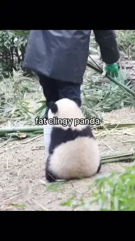 #panda #asian #china #cute #fyp 