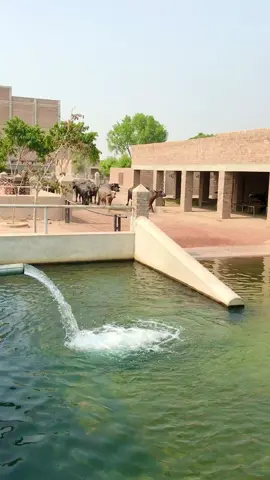 Masha'Allah swimming pool for buffaloes please like Page on Facebook Gulgasht farm 