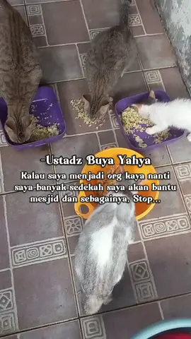maaf nak ndak bisa rawat kalian dngn baik😭cumn bisa kasi makan😭sehat sllu ank2 buluku🤲#kucingliar #pecintakucing #fypシ゚viral 