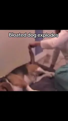 What a mess💀 #bloated #dog #mess #poop 