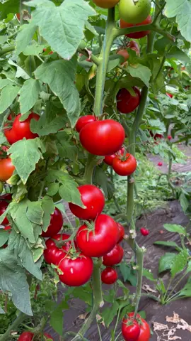 Vă luăm astăzi cu noi la cules de roșii ✨ #veggies #vegetables #greenhouse #farming #harvest #constanta #topraisar #legume #natural #tomato #romania #eggplant 