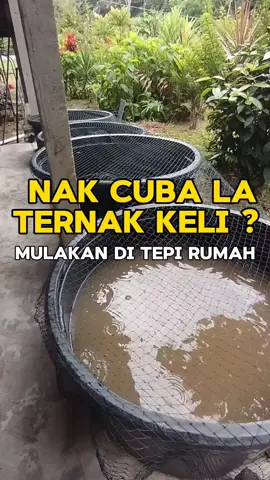 Mula ternak keli di tepi rumah #zaquwanzakaria #2024 #ternakkeli #ternaklele #ikanlele #ikankeli #petua #tips #perikanan #agro #mancing 
