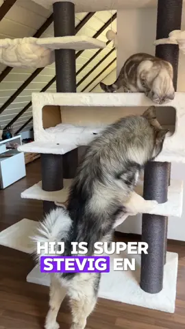 Wanneer je (meerdere) grote katten hebt, is een ruime krabpaal essentieel. Daarmee biedt je ze een veilige, comfortabele plek waar ze kunnen krabben, slapen en spelen 😽 #krabpaal #cattree #kratzbaum #catfurniture #katten #cats 