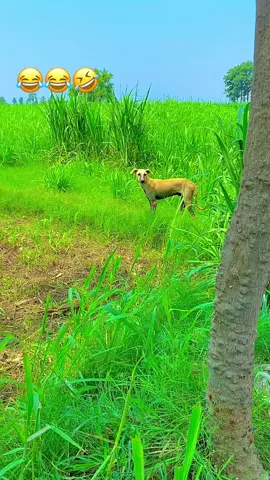 #میرا_سوہنا_پنڈ_اچلکے😇🌾🌴🌺 #dontunderreviewmyvideo #unfrezzmyaccount #fypシ゚viral #viral_video #achalkay 